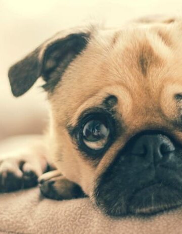 How to Help a Dog in Pain