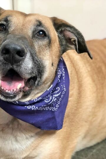 Tan German Shepherd dog wearing a bandana and wearing a purple diaper