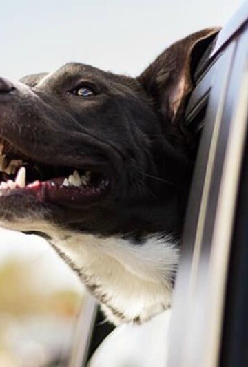 The Fundamentals of Finding a Car for a Dog Owner