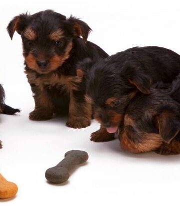 Best CBD Dog Treats Review – Top Cannabis Treats for Pets