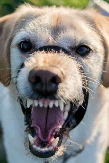 Home Remedies for Animal Bites, Cat or Dog Bite Treatment