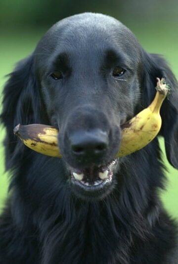 Healthy Dog Snacks You Can Get From the Produce Section