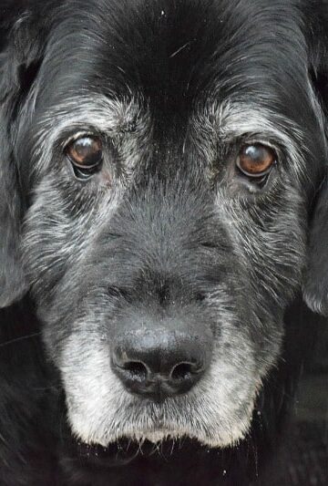 How to Properly Care for Your Aging Cats and Dogs