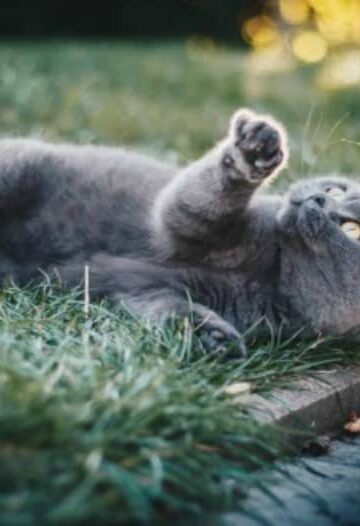 5 Tips to Help Keep Your OutdoorLoving Cat Safe and Happy
