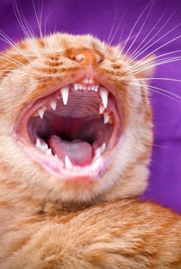 Cat Teeth Cleaning and Tooth Care - how it helps felines stay free of diseases and ailments such as gingivitis!