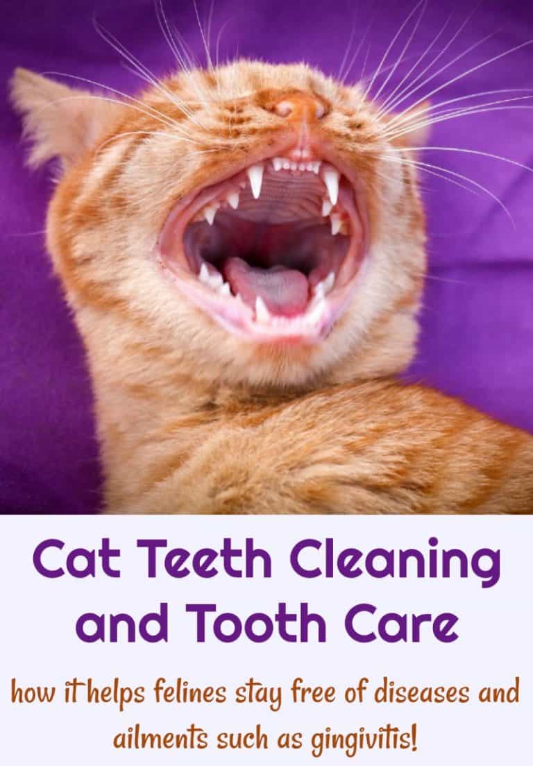 Cat Teeth Cleaning and Tooth Care Miss Molly Says