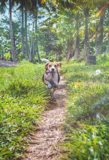 Outdoor Fun 5 Ways to Create a Dog-Friendly Space