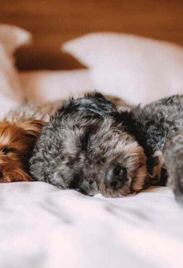Relocating with Pets: 4 Tips for Owners on the Move