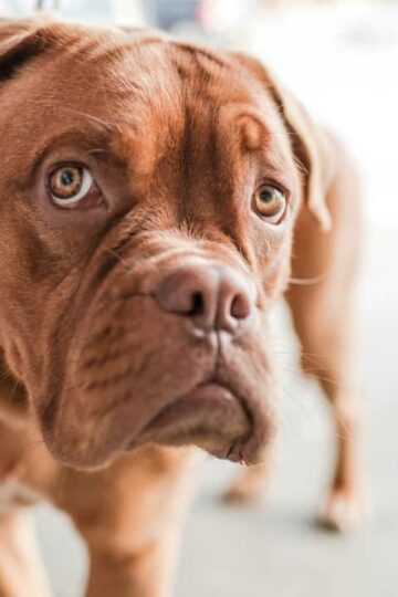 What is Dog Separation Anxiety