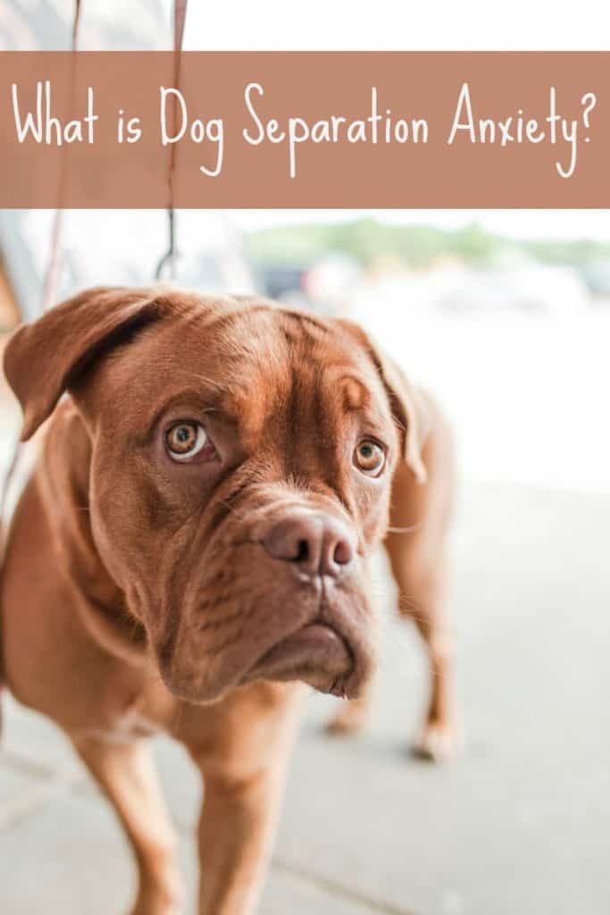 What is Dog Separation Anxiety? Miss Molly Says