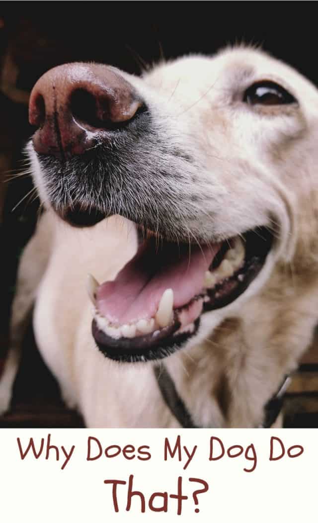 Why Does My Dog Do That? Miss Molly Says