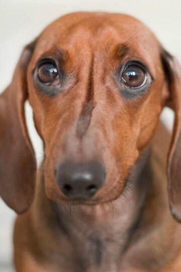 What are the Signs of Stress in Dogs and How to Reduce it