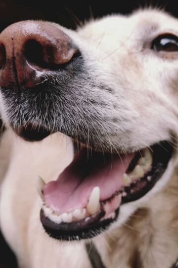 Why Does My Dog Do That?