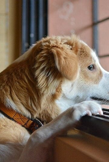 Sad dog watching out the window