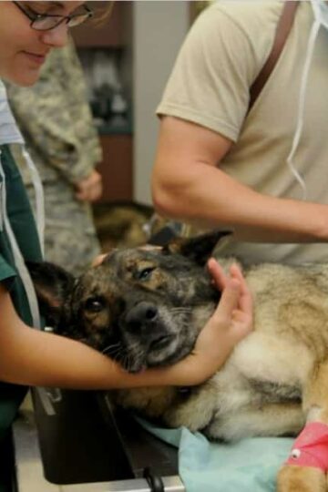 5 Essentials Every Modern Veterinary Practice Needs