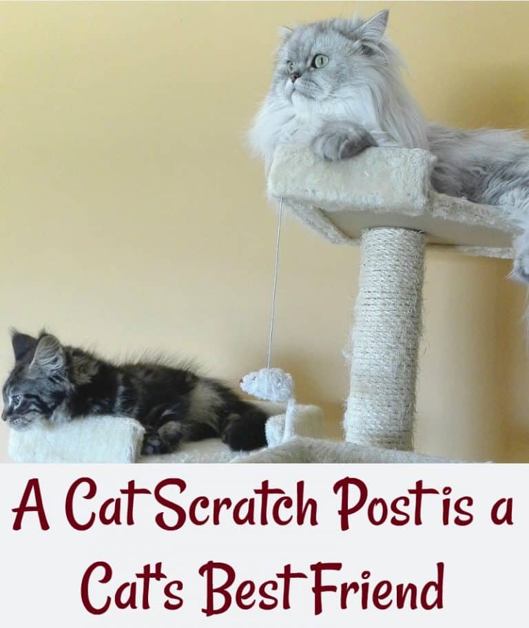 A Cat Scratch Post is a Cat's Best Friend Miss Molly Says