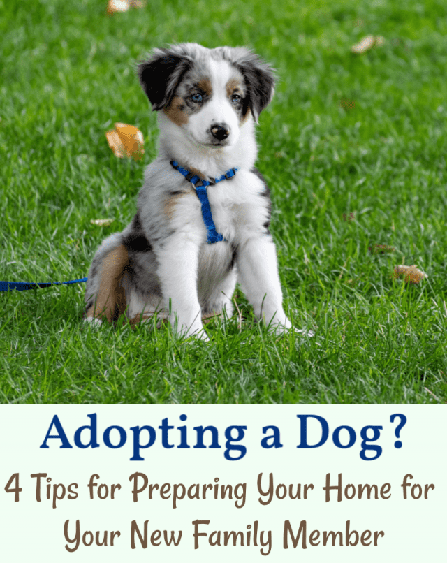 Adopting a Dog? 4 Tips for Preparing Your Home for Your New Family