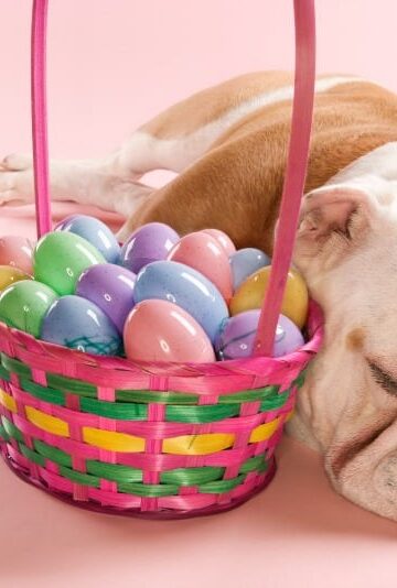 Easter Hazards for Dogs and Cats