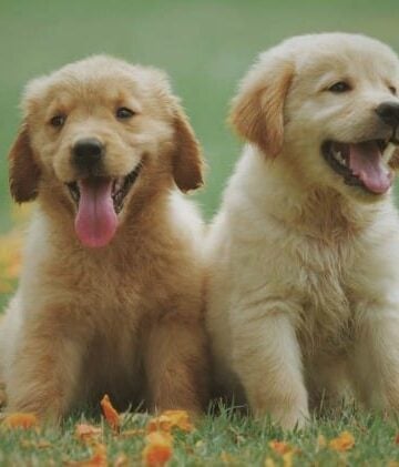 Happy and Healthy Puppy 4 Milestones Every Owner Should be Aware of and How to Help