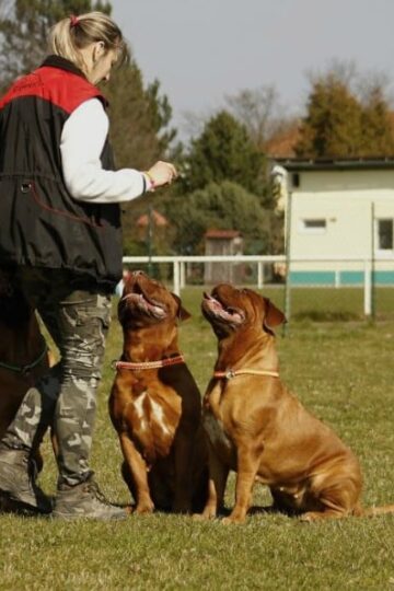 How to Find Pet-Friendly Housing for Your Big Dog