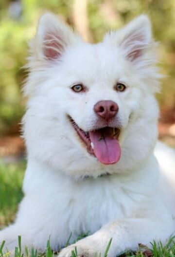 Putting a Smile on Their Face 4 Ways to Ensure Overall Pet Wellness