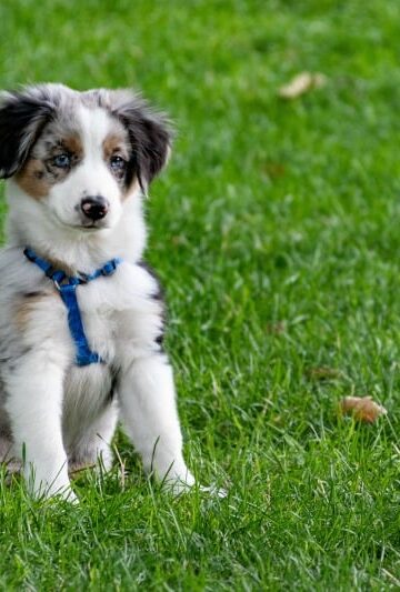 Adopting a Dog? 4 Tips for Preparing Your Home for Your New Family Member