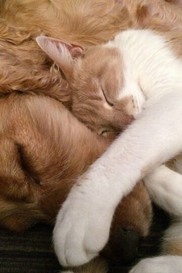 Introducing Cats and Dogs