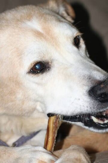 Should You Feed Your Dog Bones?