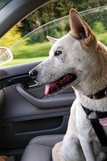 UK Study Gives Insight into How Dog Owners Travel with Their Pooch