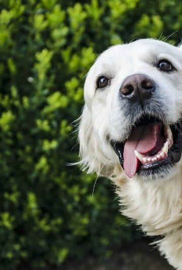 Fun Facts About Dogs and Puppies