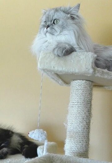 A Cat Scratch Post is a Cat's Best Friend