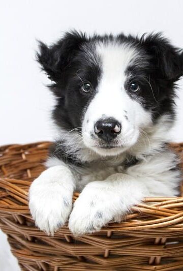 Tips For Taking Care Of Your New Dog