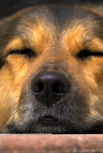 Benefits of Massage Therapy for Dogs