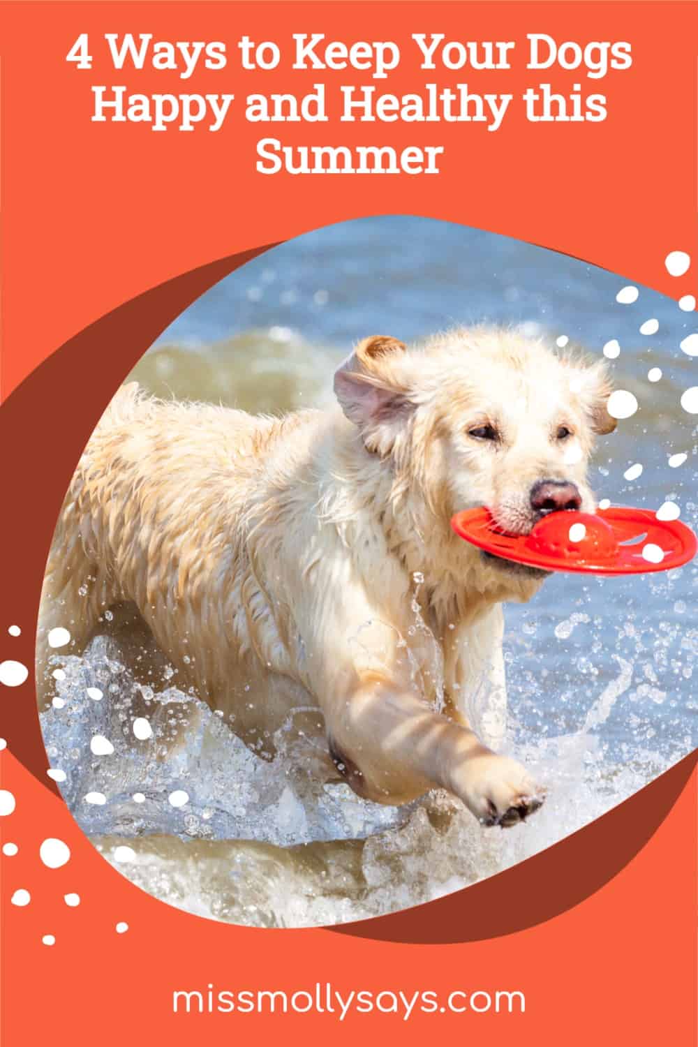 4 Ways to Keep Your Dogs Happy and Healthy this Summer Miss Molly Says