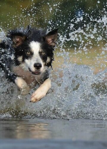 How to Trick Your Pet into Healthy Habits 4 Tips for New Owners