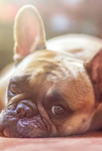 Sick as a Dog: 4 Common Canine Conditions and What to Do about Them