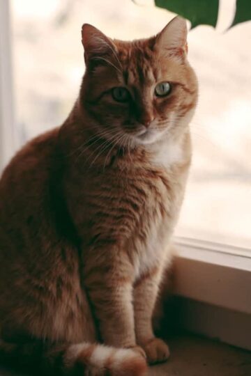 Why Cats Have Trouble Losing Weight