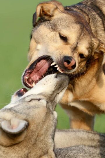 Why is My Dog Aggressive with Other Dogs