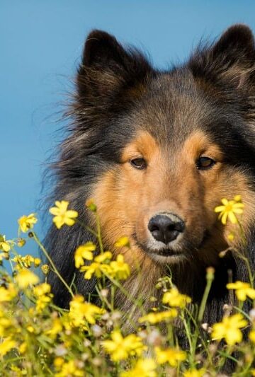 Dog Reactions to Bee, Wasp, Ant Stings and Spider Bites