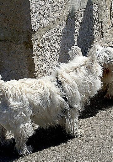 Introducing a New Dog to Your Other Dog and Pets