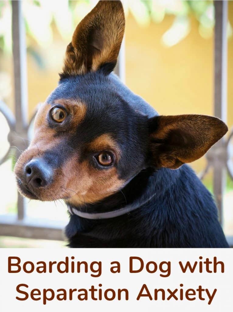 Boarding a Dog with Separation Anxiety Miss Molly Says