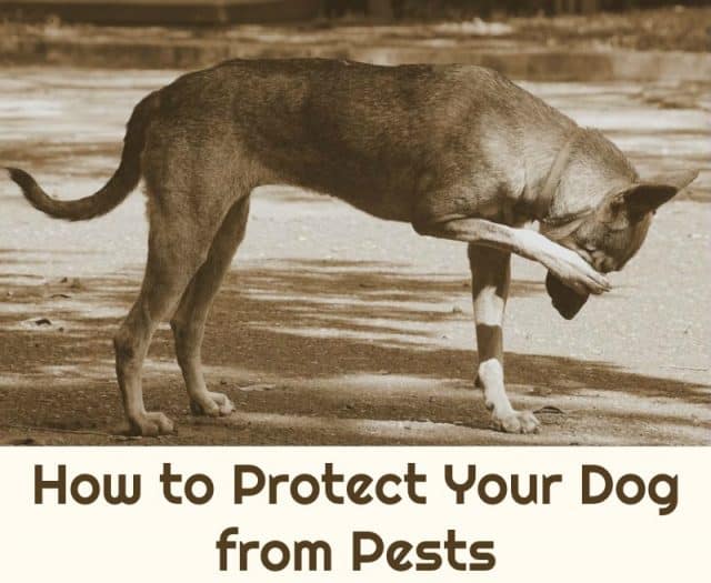 How to Protect Your Dog from Pests Miss Molly Says