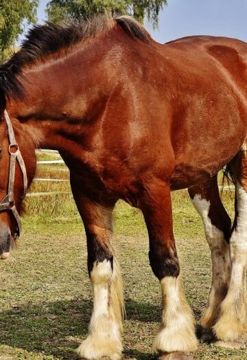 Owning Your First Horse 4 Care Tips You Might Not Know About
