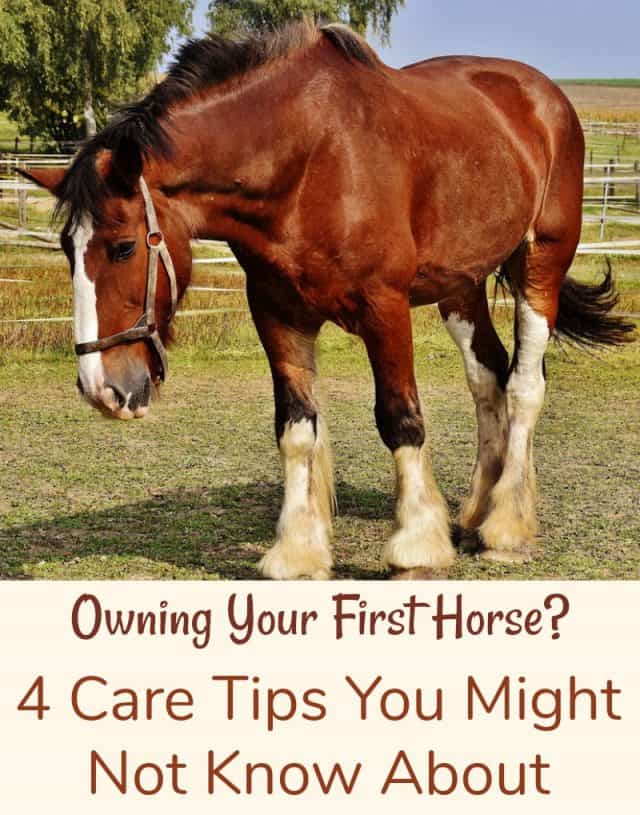 Owning Your First Horse? 4 Care Tips You Might Not Know About Miss