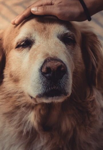 Rescuing a Senior Dog? 4 Tips for Taking Care of an Older Animal