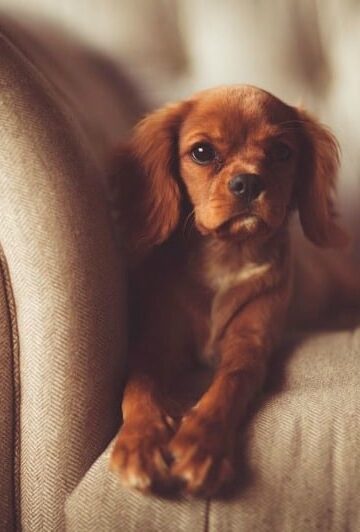 Staying Safe and Happy 3 Ways to Entertain Your Dog While You're Out of the House