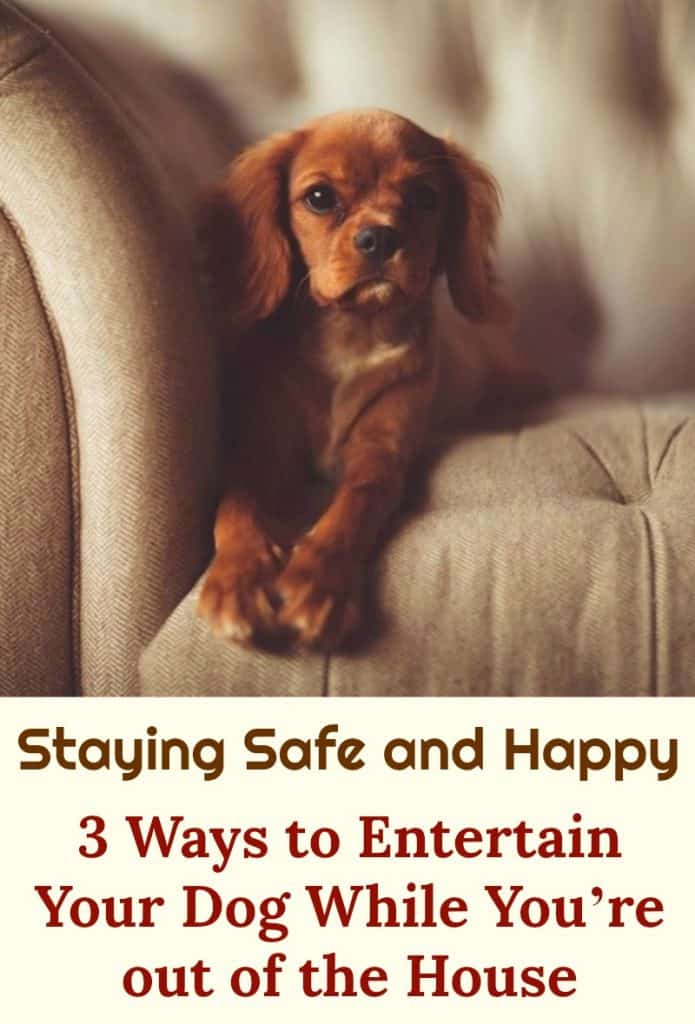 Staying Safe and Happy 3 Ways to Entertain Your Dog While You’re out
