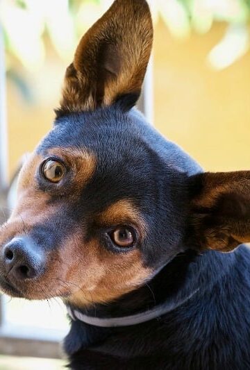 Boarding a Dog with Separation Anxiety