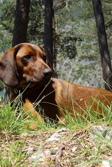 Dog Snake Bite First Aid for Your Dog
