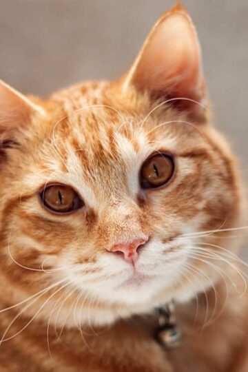 Adding a Second Cat to the Family